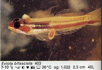 Eviota bifasciata